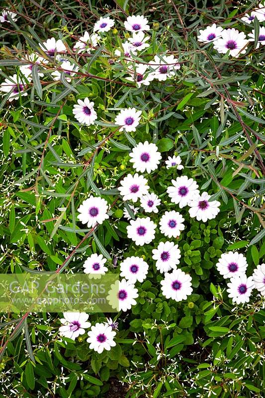 Osteospermum 'F1 Akila White Purple Eye' with Euphorbia hypericifolia Diamond Frost syn. 'Inneuphe' and Salix purpurea 'Nancy Saunders' AGM