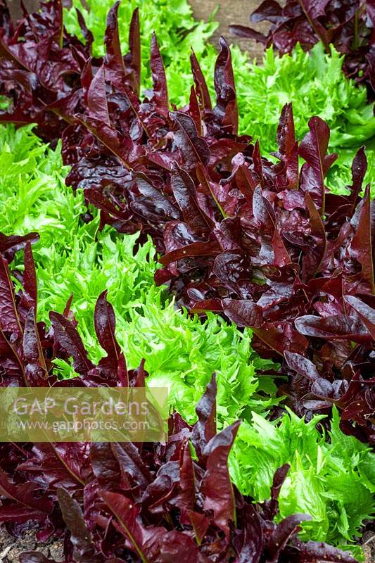 Lactuca sativa - Lettuce - 'Reine de Glace' and 'Solix' 