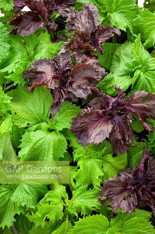 Perilla frutescens - Beefsteak plant, Shiso - Green and Red leaved forms.