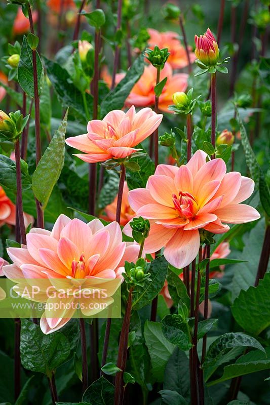 Dahlia 'Mister Frans'.