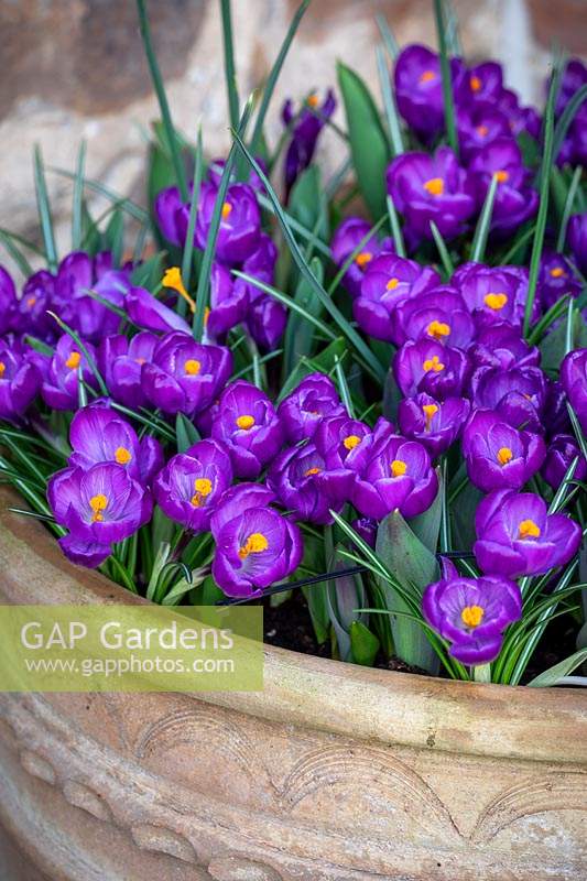 Crocus 'Flower Record' interplanted with tulips in a large pot