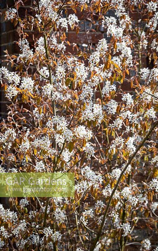 Amelanchier lamarckii AGM - Snowy mespilus or Juneberry
