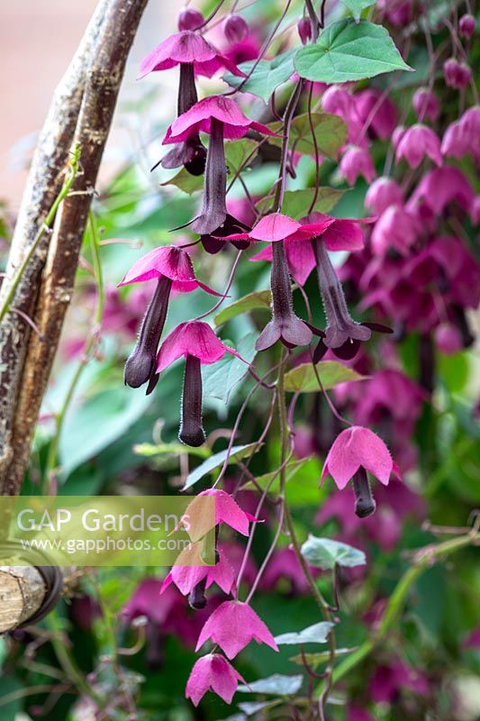 Rhodochiton atrosanguineus AGM - Purple bell vine