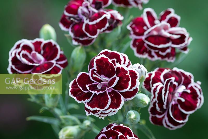 Dianthus 'Blackjack'