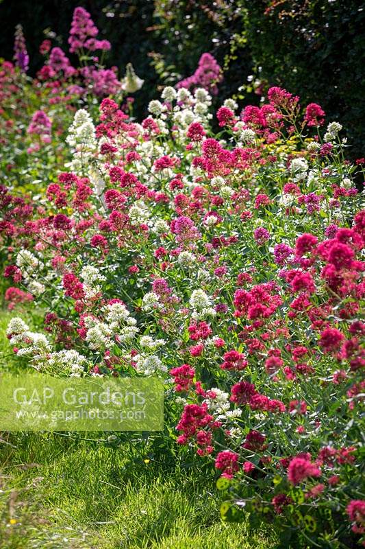 Centranthus ruber - pink and white valerian - planted along the bottom of a hedge