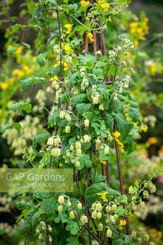 Tropaeolum peregrinum - Canary Creeper - growing over an arch with Clematis rehderiana  syn. Clematis buchananiana Finet and Gagnep, Clematis nutans Becket. Nodding virgin's bower.