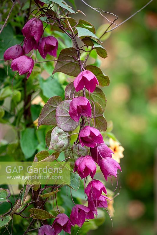 Rhodochiton atrosanguineus 'Purple Bells'. Purple bell vine.