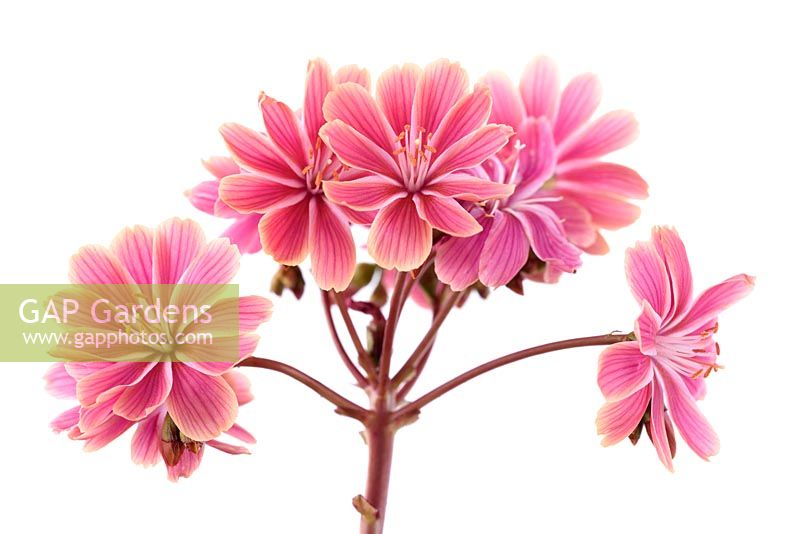 Lewisia cotyledon hybrid Siskiyou lewisia, Cliff maids. One colour from mixed