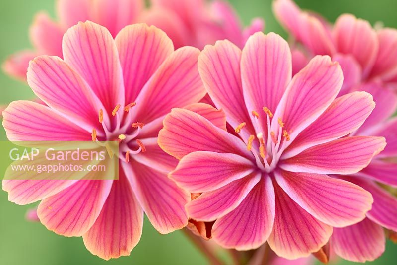 Lewisia cotyledon hybrid  Siskiyou lewisia, 'Cliff maids'. One colour from mixed.