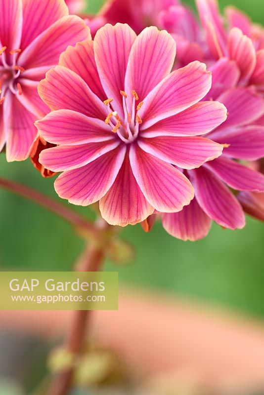 Lewisia cotyledon hybrid Siskiyou lewisia, 'Cliff maids'. One colour from mixed.