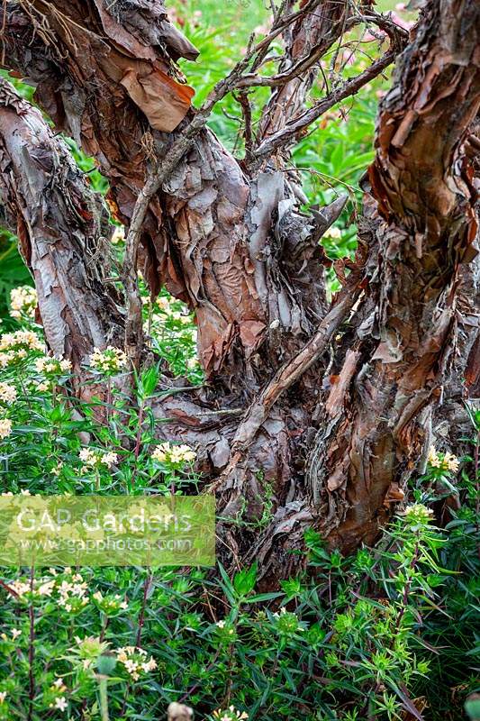 The bark of Polylepis australis - Tabaquillo, Quenoa - rising out of Collomia grandiflora