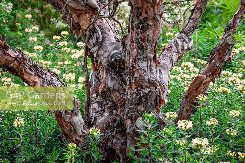 The bark of Polylepis australis - Tabaquillo or Quenoa - rising out of Collomia grandiflora
