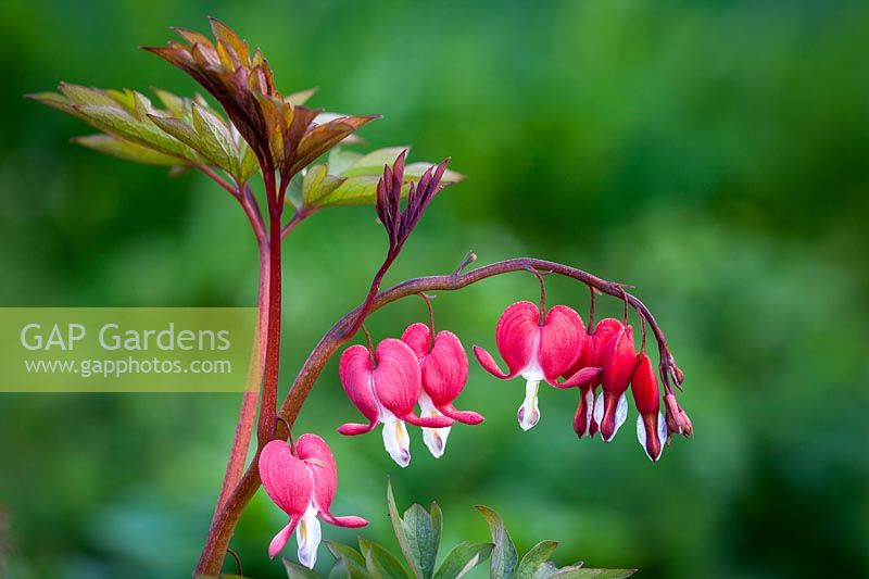 Dicentra spectabilis 'Valentine' syn. Lamprocapnos spectabilis - Bleeding heart