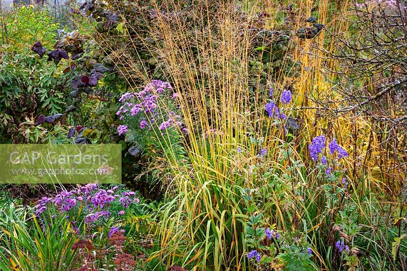 Combination of Aster novae-angliae seedling, Corylus avellana 'Red Majestic', Molinia caerulea subsp. arundinacea 'Skyracer' and Aconitum carmichaelii var. truppelianum 