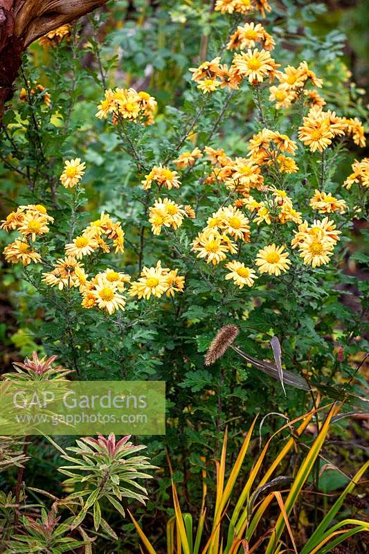 Chrysanthemum 'Goldengreenheart' AGM syn. Chrysanthemum 'Golden Greenheart', Dendranthema 'Goldengreenheart',
