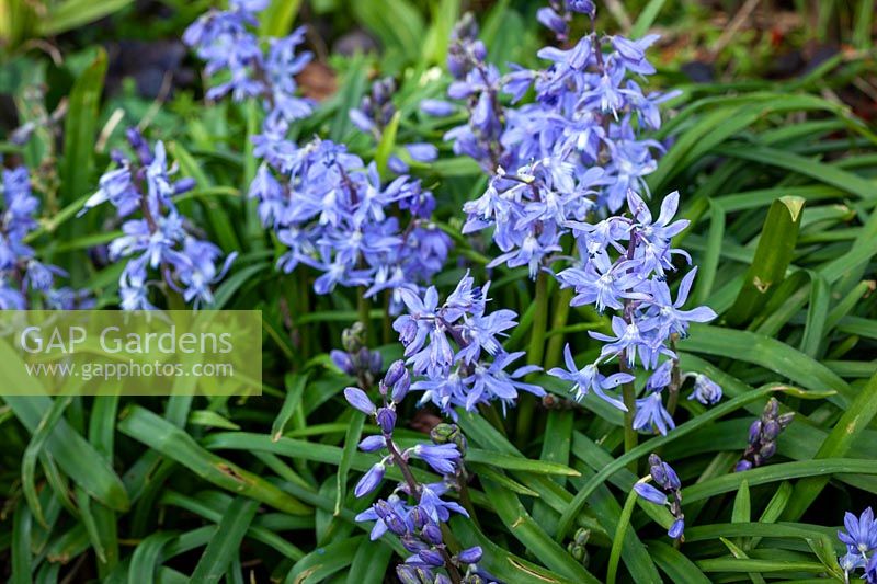 Scilla greilhuberi