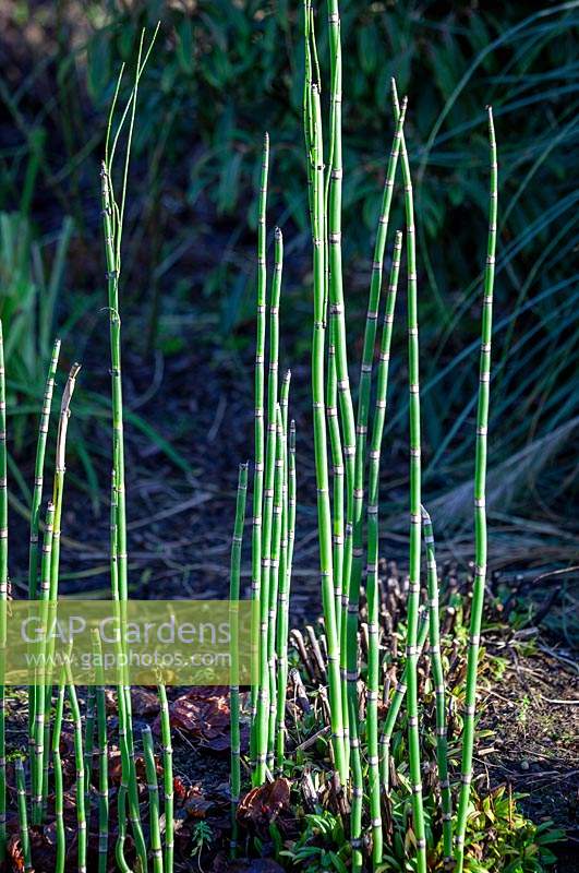 Equisetum hyemale - Rough Horsetail