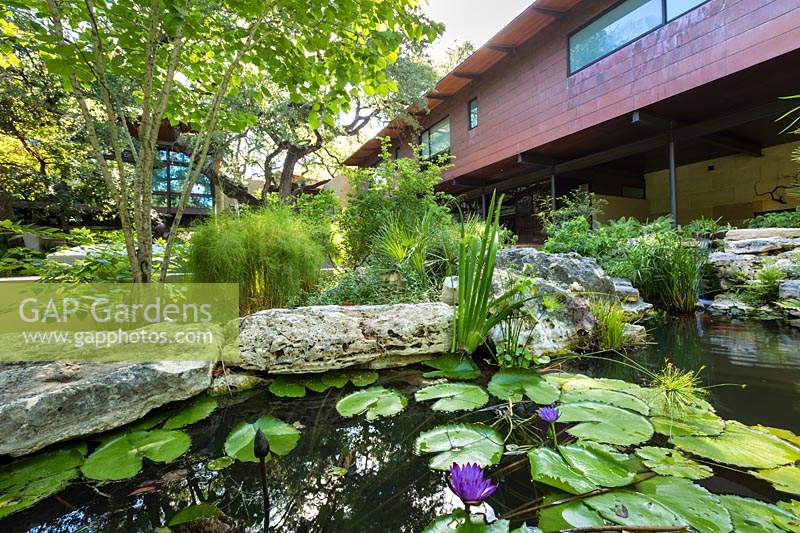 View over pond with flowering Nymphaea - Waterlily - to rock garden and contemporary house beyond