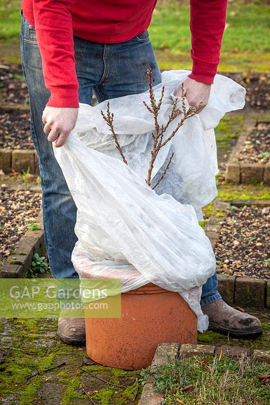 Protecting a container-grown patio fruit tree with fleece