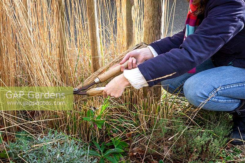Cutting back ornamental grasses with hand shears, here Calamagrostis