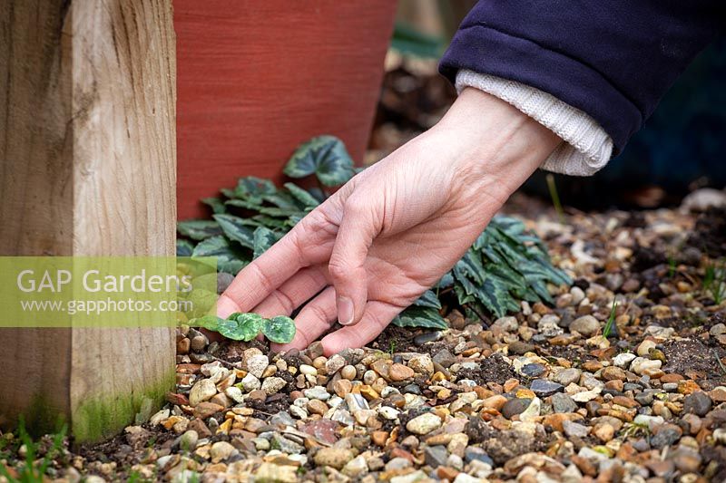 Looking out for self-sown Cyclamen seedlings around the base of pots