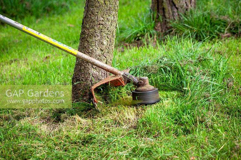 Using a strimmer plate to protect trunk whilst strimming long grass around the base of a tree