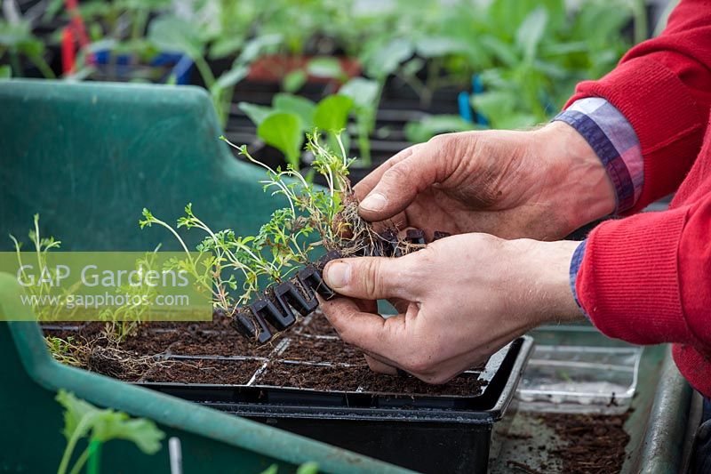 Potting up mail order plug plants into module trays in the greenhouse