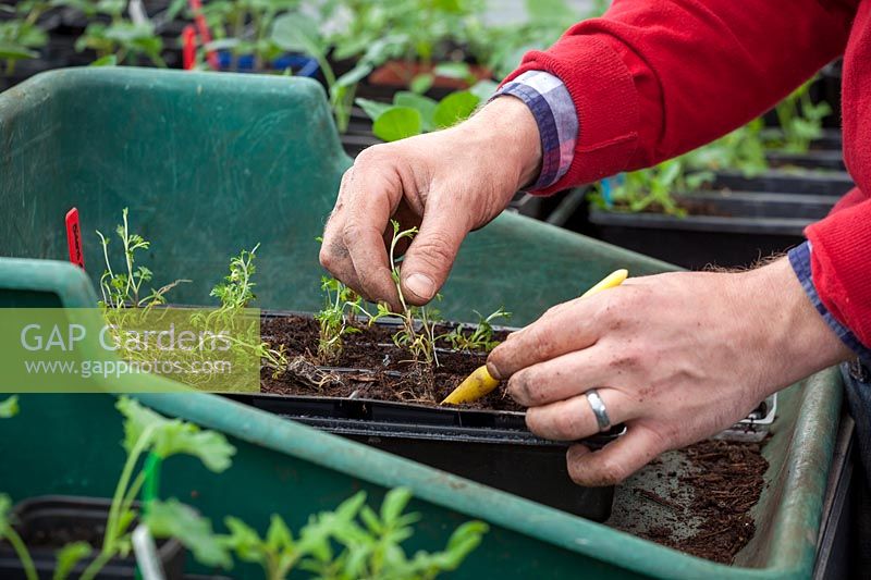 Potting up mail order plug plants into module trays in the greenhouse