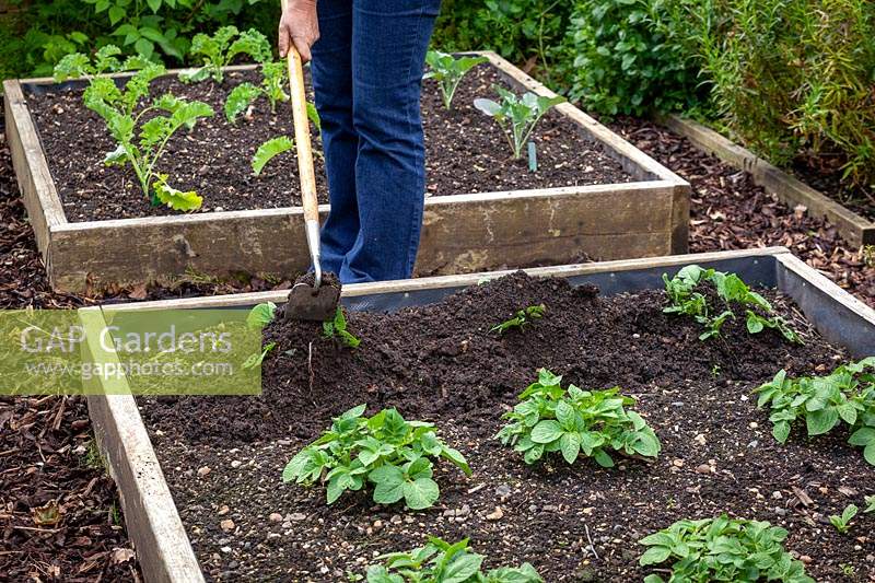 Earthing up Potato plants by mounding up the soil around the base of the plants with a hoe 