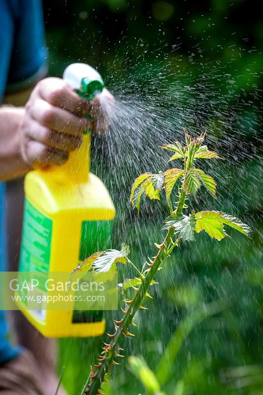 Spraying unwanted brambles with glysophate weed killer before they flower