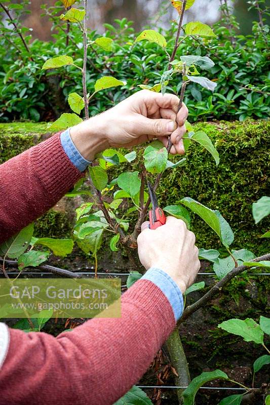 Pruning a cordon trained Malus domestica - Apple - tree by reducing the length of stems