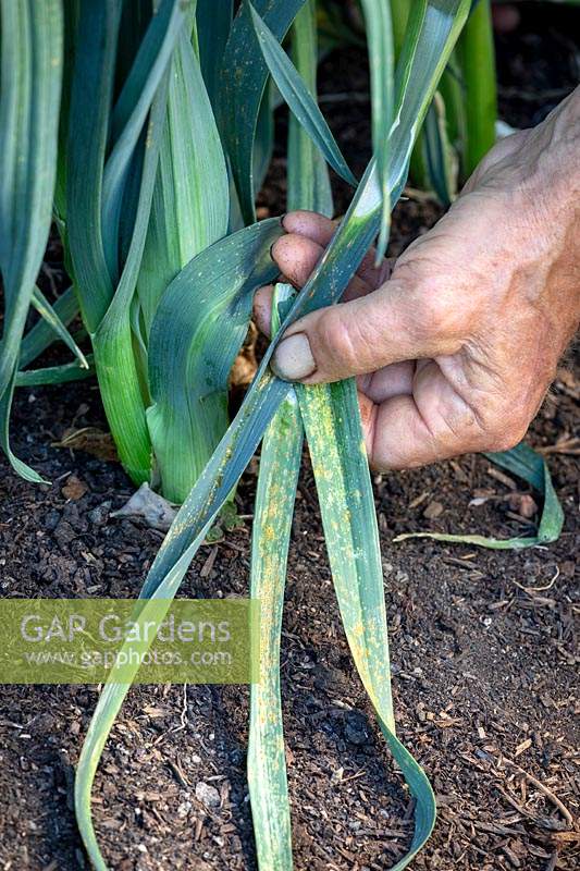 Removing Allium ampeloprasum - Leek - leaves that have been damaged by Rust - Puccinia porri - syn. Puccinia allii