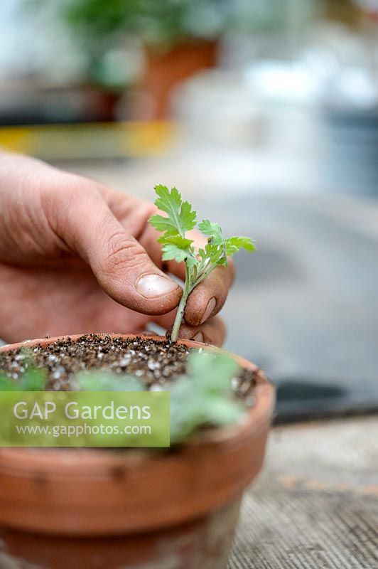 Step sequence of taking cuttings from a Chrysanthemum, inserting around the edge of a pot of cutting compost