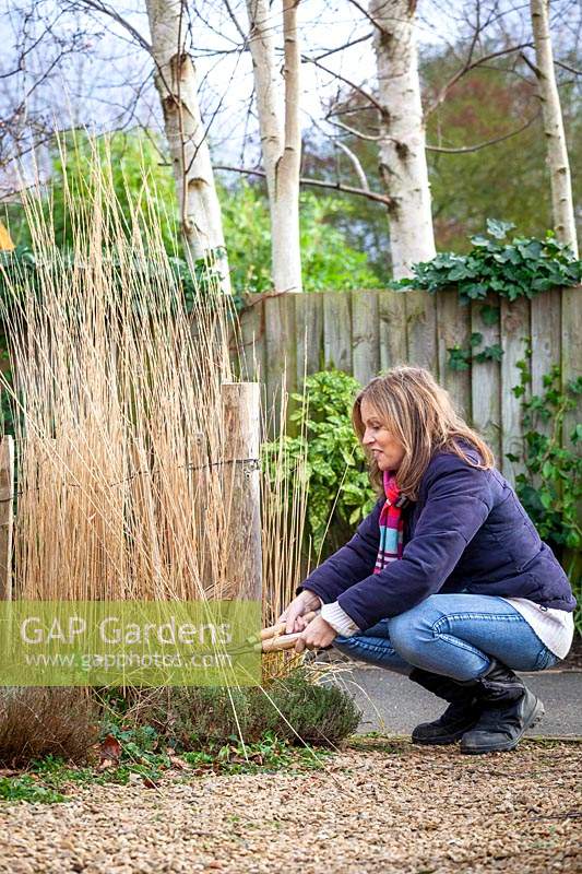Cutting back ornamental grasses, here Calamagrostis, with hand shears 