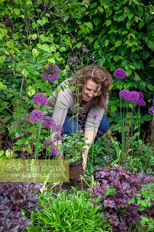 Filling gaps in a border by planting out pot-grown Aquilegia