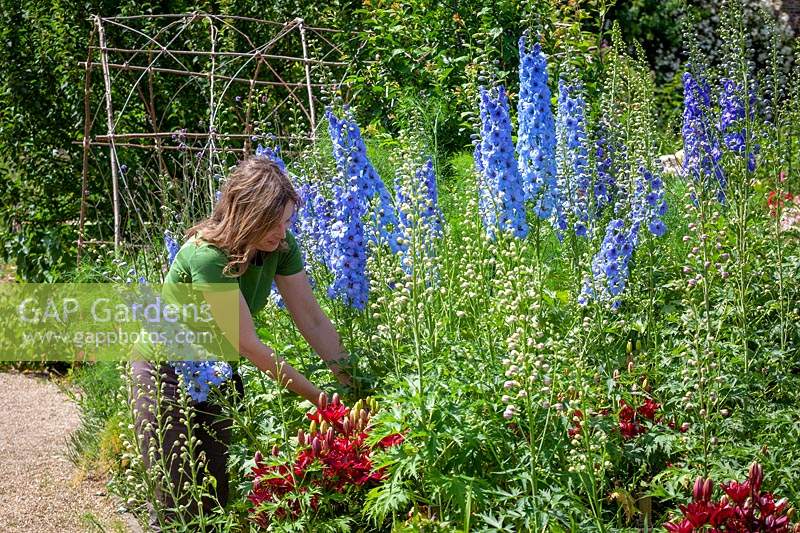 Staking Delphinium plants that have flopped over in a border