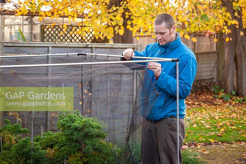 Putting up a netting cage around Brassica plants to protect from pigeons