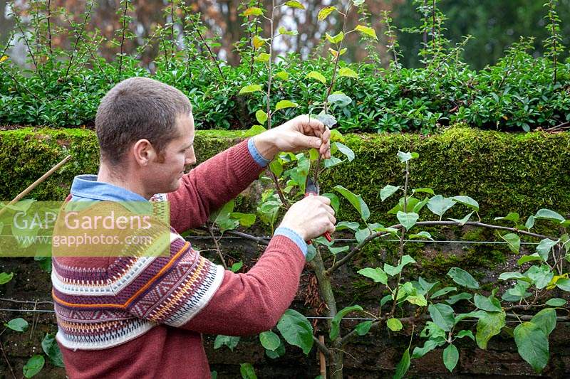 Pruning a cordon trained Malus domestica - Apple tree - by reducing the length of stems