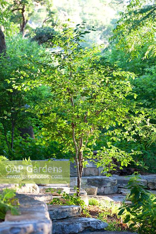 Prunus mexicana, Mexican Plum, July, Texas, USA