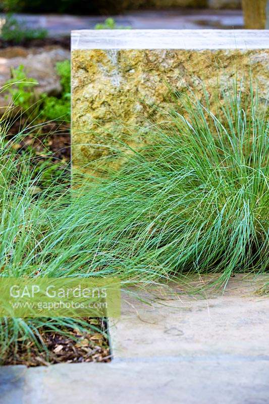 Muhlenbergia reverchonii and Leuders limestone blocks, Texas, July.