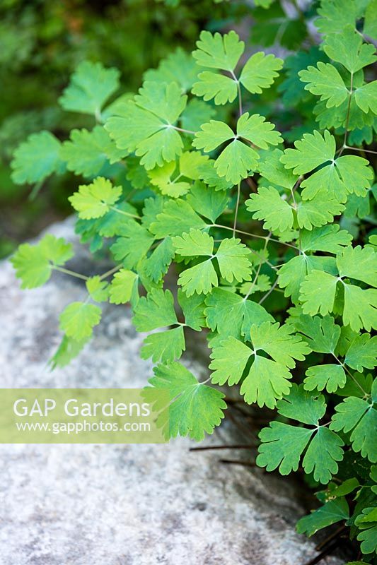 Adiantum, Maidenhair Fern. Fern, July.