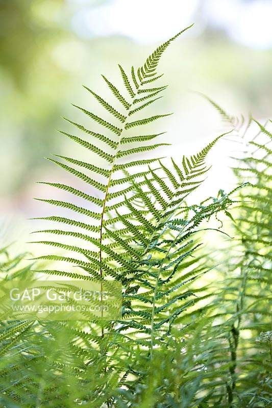 Thelypteris kunthii, River Fern. Fern, July.