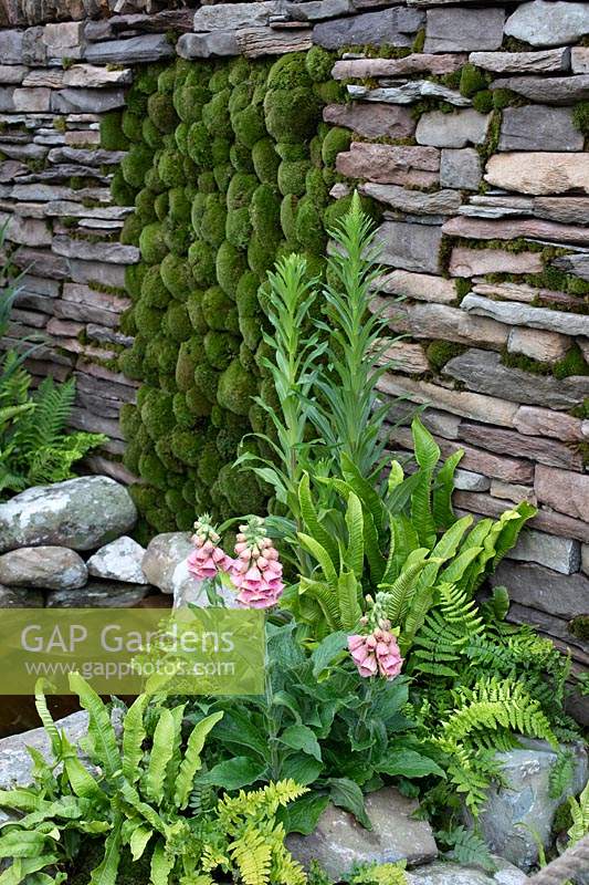 Detail of dry stone wall and moss mounds with naturalistic planting in the 'Elements of Sheffield' garden at the RHS Chatsworth Flower Show 2019.