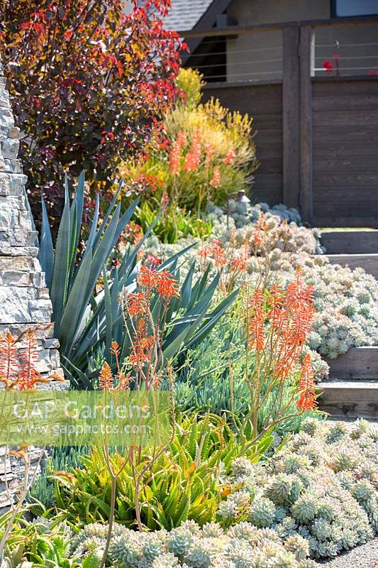 Modern tropical garden in San Diego, USA