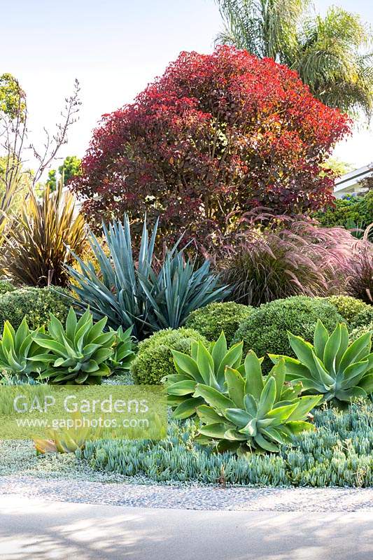 Modern tropical garden in San Diego, USA