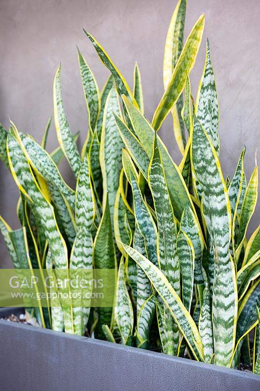 Sansevieria trifasciata Laurentii, mother-in-laws tongue.