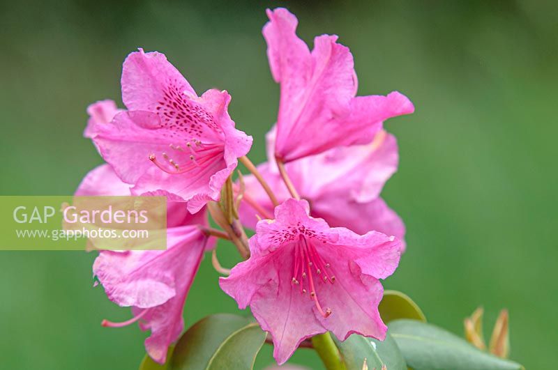 Rhododendron williamsianum hybrid 'August Lamken'