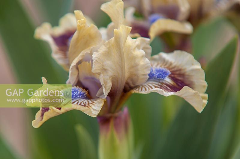 Standard Dwarf  Bearded Iris ' Modrovous'  - ZdenÄ•k Seidl, 2014