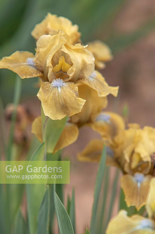 Iris 'Olive Accent' - Standard Dwarf Bearded iris.

