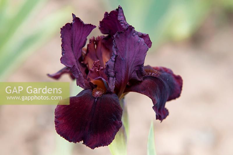 Iris 'Sametka' - Intermediate Bearded iris.


